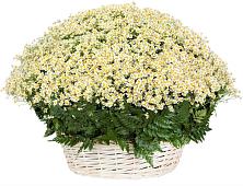 Цветочная композиция из Ромашки в корзине #REPLACE_PRED# Караваево